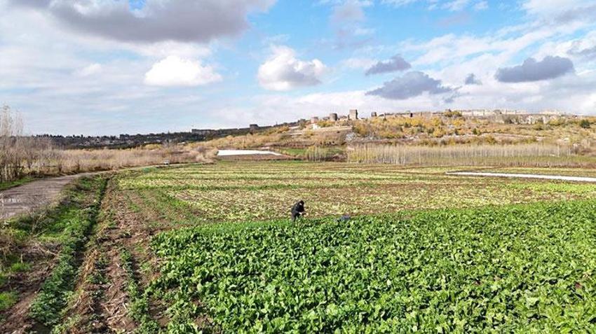 Hevsel Bahçeleri'nde sezonun son hasadı yapılıyor
