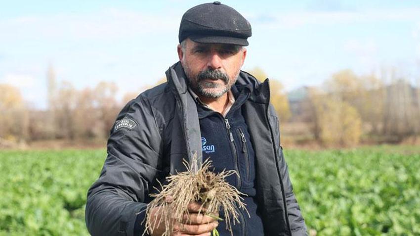 Hevsel Bahçeleri'nde sezonun son hasadı yapılıyor
