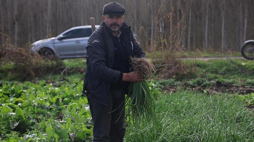 Hevsel Bahçeleri'nde sezonun son hasadı yapılıyor