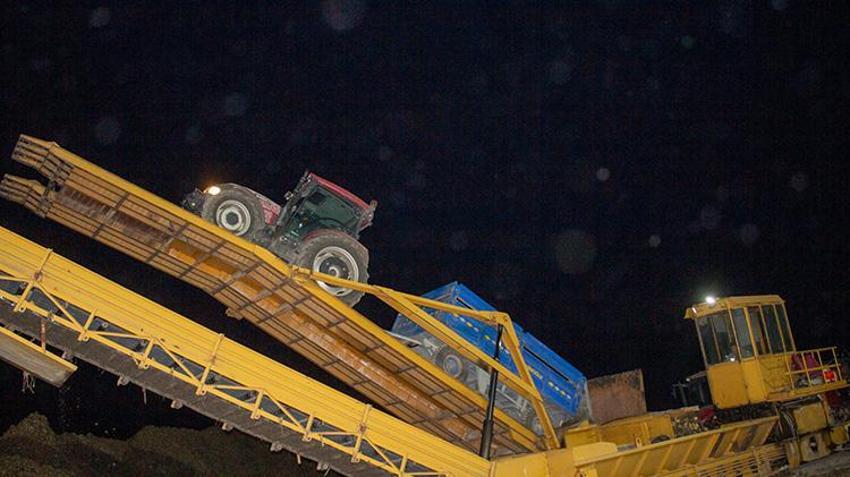 Kars'ta soğuk havada pancar mesaisi! Çiftçiler kar bastırmadan toplamak için zamanla yarışıyor