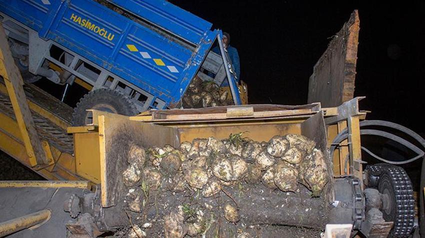 Kars'ta soğuk havada pancar mesaisi! Çiftçiler kar bastırmadan toplamak için zamanla yarışıyor