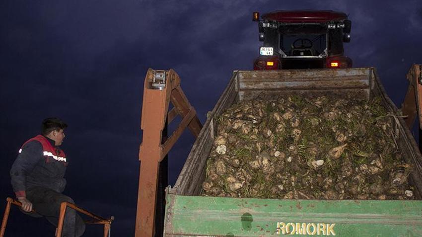 Kars'ta soğuk havada pancar mesaisi! Çiftçiler kar bastırmadan toplamak için zamanla yarışıyor