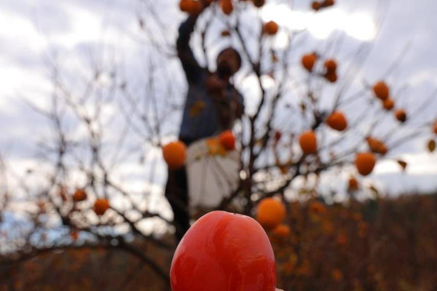 Kahramanmaraş'ta üretilen hurmanın üreticide kilosu 25, markette 80 lira