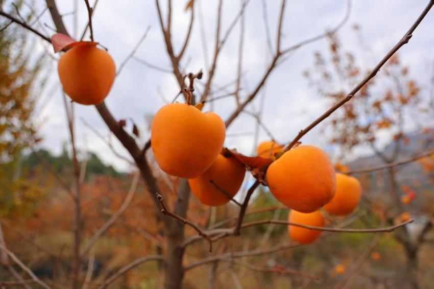 Kahramanmaraş'ta üretilen hurmanın üreticide kilosu 25, markette 80 lira