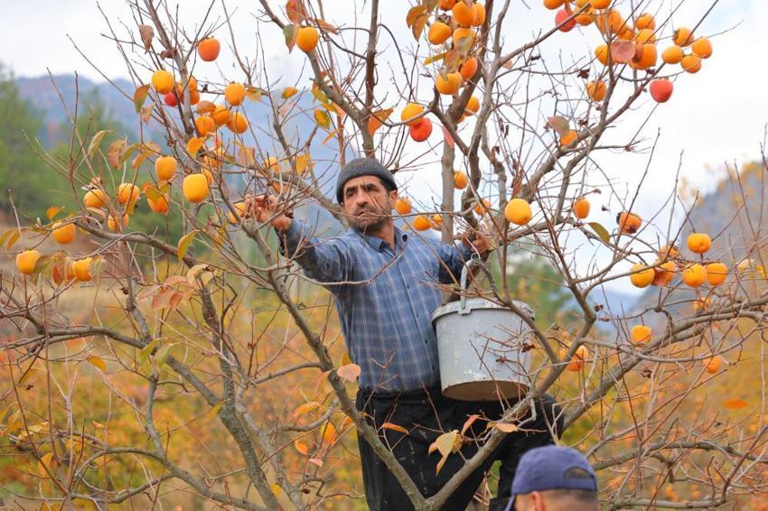 Kahramanmaraş'ta üretilen hurmanın üreticide kilosu 25, markette 80 lira
