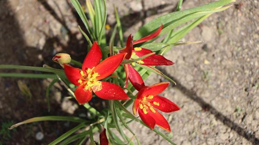 Amasya Lalesi 132 yıl sonra yeniden ait olduğu topraklara ekildi