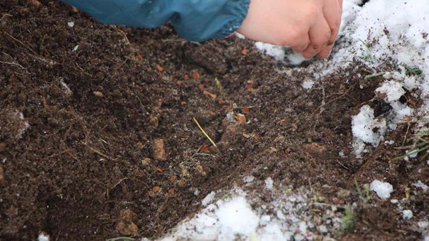 Amasya Lalesi 132 yıl sonra yeniden ait olduğu topraklara ekildi