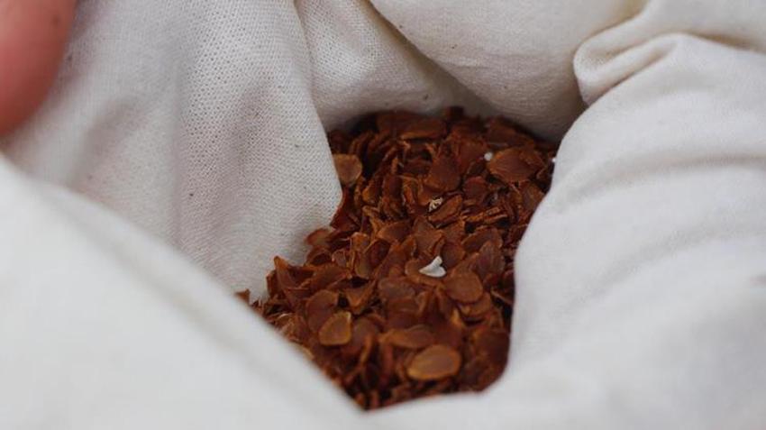 Amasya Lalesi 132 yıl sonra yeniden ait olduğu topraklara ekildi