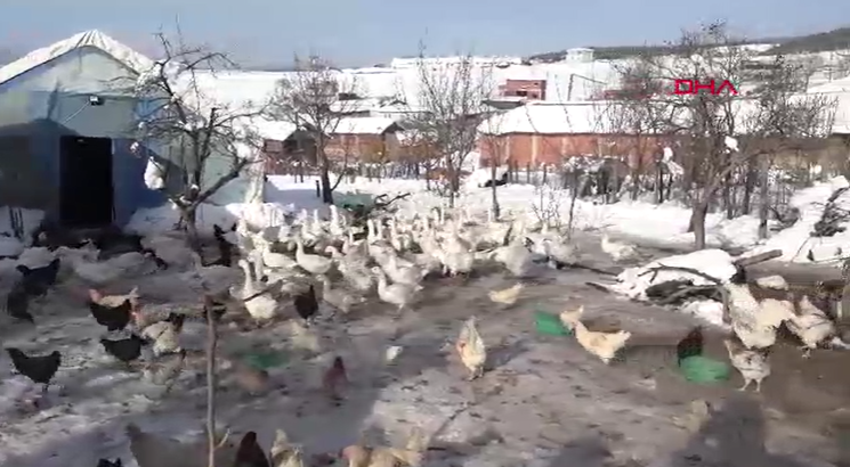 Ebru Öğretmen köye yerleşerek kaz sürüsüne sahip oldu