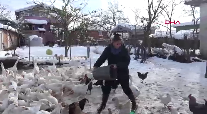 Ebru Öğretmen köye yerleşerek kaz sürüsüne sahip oldu