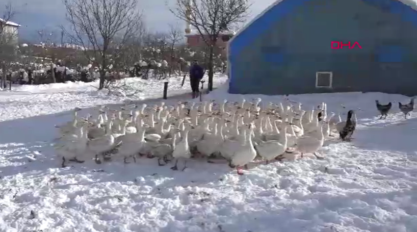 Ebru Öğretmen köye yerleşerek kaz sürüsüne sahip oldu