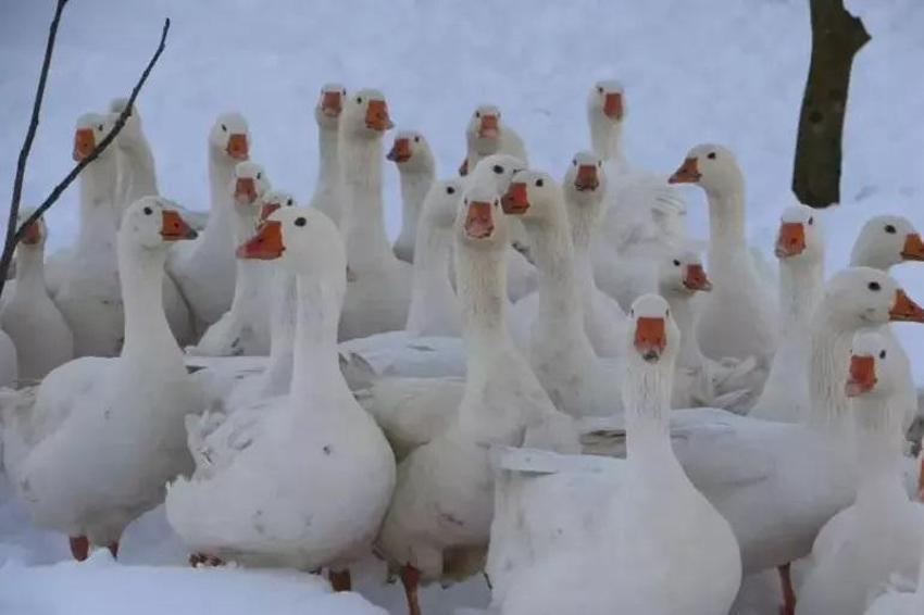 Ebru Öğretmen köye yerleşerek kaz sürüsüne sahip oldu