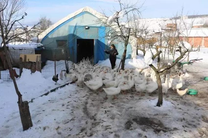 Ebru Öğretmen köye yerleşerek kaz sürüsüne sahip oldu