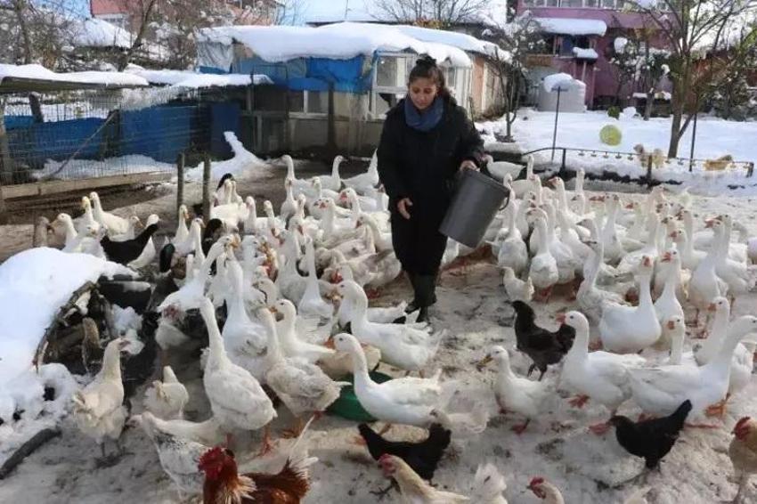 Ebru Öğretmen köye yerleşerek kaz sürüsüne sahip oldu