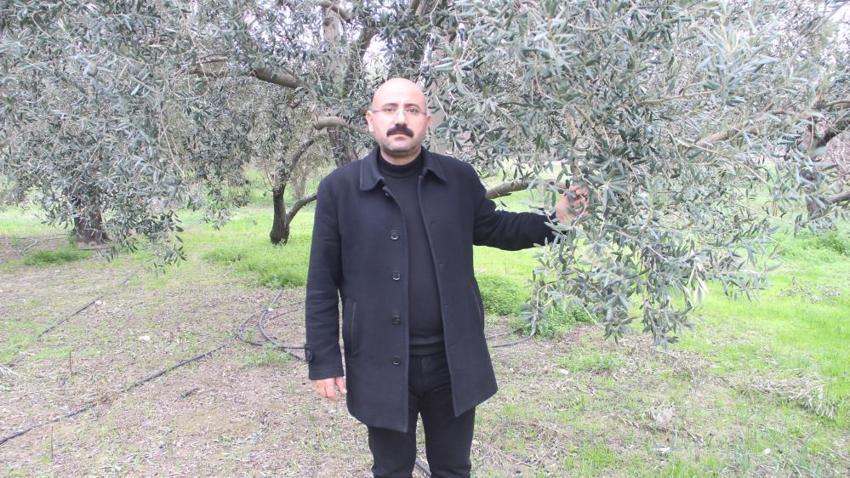 Zeytinyağı üretiminin yüzde 20'sinin karşılandığı Mersin'de hasat zamanı! Verim arttı, fiyatlar düştü