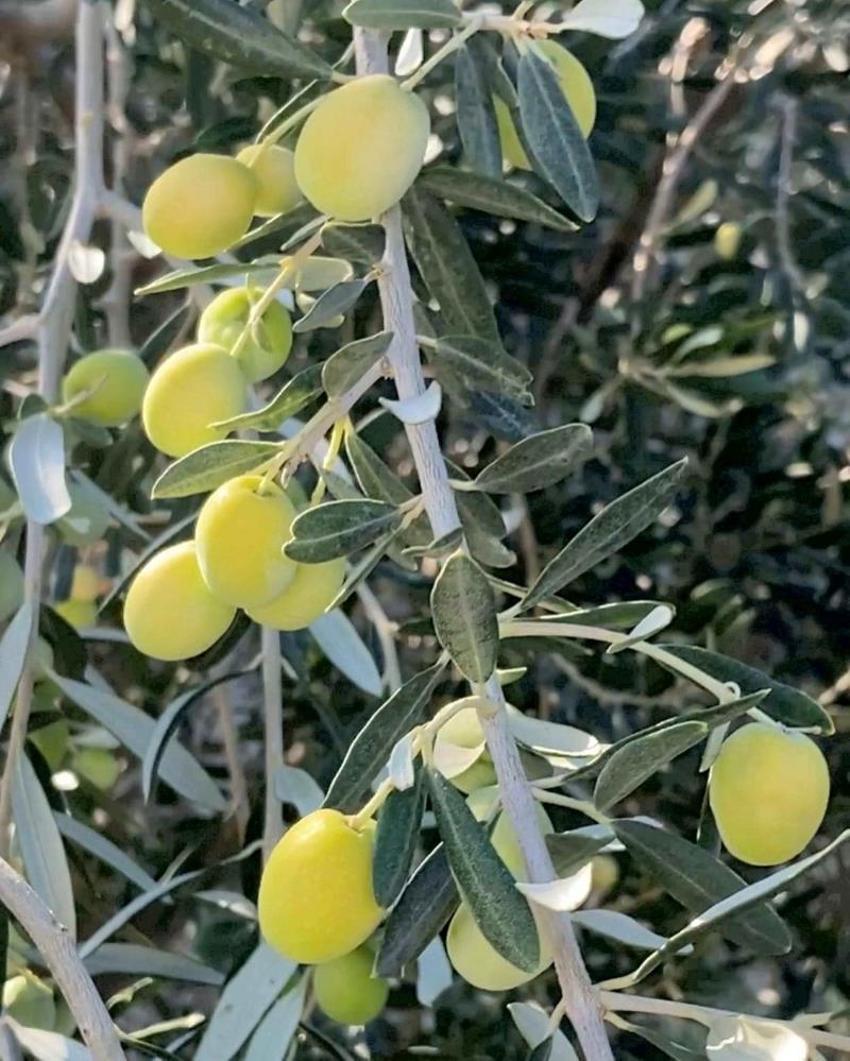 Zeytinyağı üretiminin yüzde 20'sinin karşılandığı Mersin'de hasat zamanı! Verim arttı, fiyatlar düştü