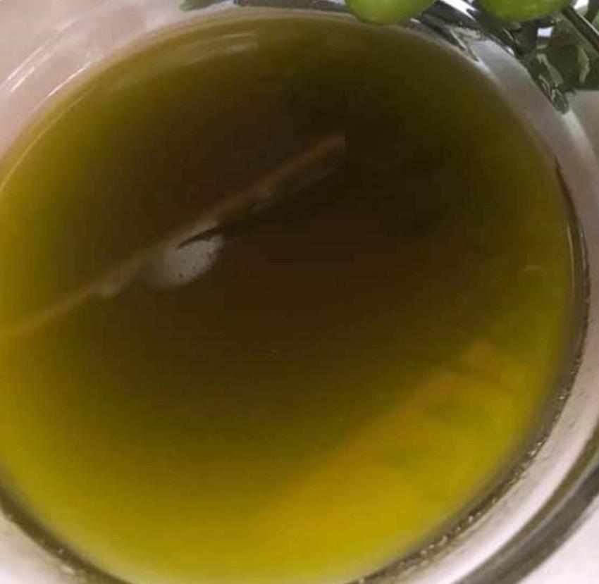 Zeytinyağı üretiminin yüzde 20'sinin karşılandığı Mersin'de hasat zamanı! Verim arttı, fiyatlar düştü