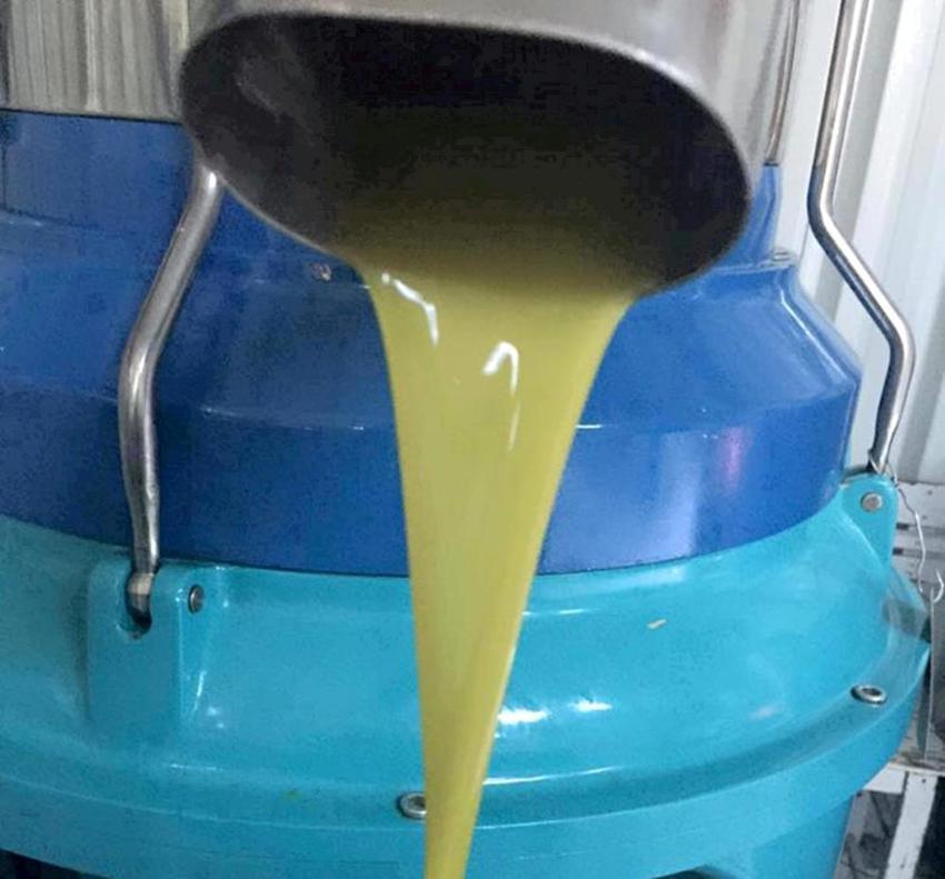 Zeytinyağı üretiminin yüzde 20'sinin karşılandığı Mersin'de hasat zamanı! Verim arttı, fiyatlar düştü