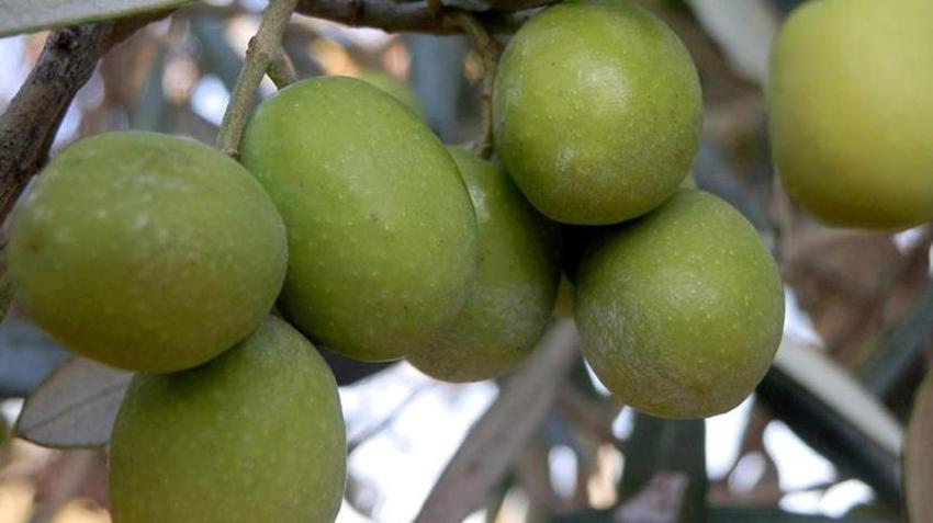 Zeytinyağı üretiminin yüzde 20'sinin karşılandığı Mersin'de hasat zamanı! Verim arttı, fiyatlar düştü