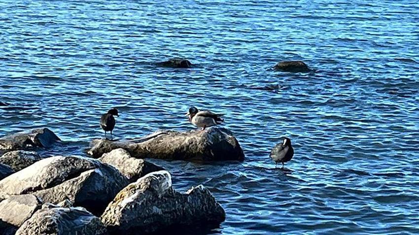 Çıldır Gölü'nde mevsimin ilk karı düştü, kış sezonu için hazırlıklar başladı