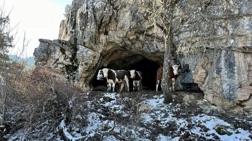 Antalya'da ineklerinin ahırı belediye tarafından yıkıldı, ineklerine mağarada bakmaya başladı