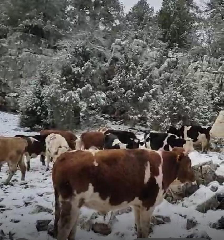 Antalya'da ineklerinin ahırı belediye tarafından yıkıldı, ineklerine mağarada bakmaya başladı