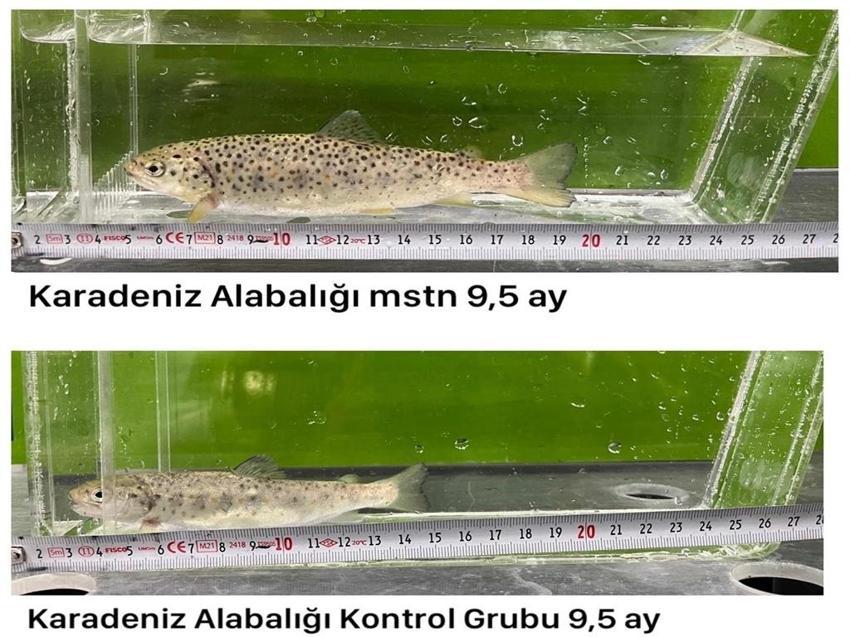 Erzurum'da mutant Karadeniz alabalığı ürettiler! Yüzde 82 daha hızlı büyüyorlar