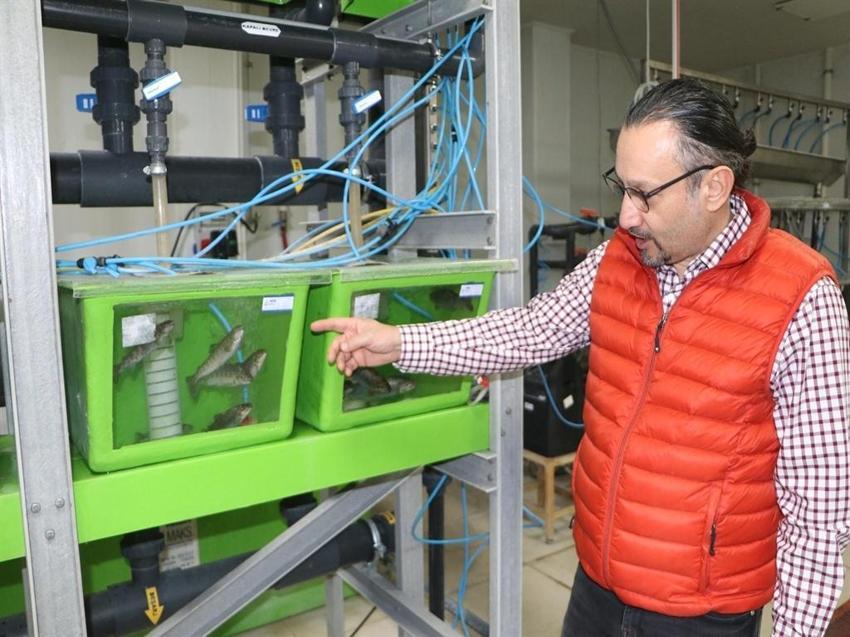 Erzurum'da mutant Karadeniz alabalığı ürettiler! Yüzde 82 daha hızlı büyüyorlar