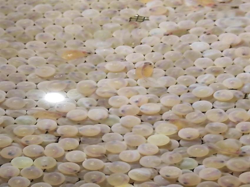Erzurum'da mutant Karadeniz alabalığı ürettiler! Yüzde 82 daha hızlı büyüyorlar