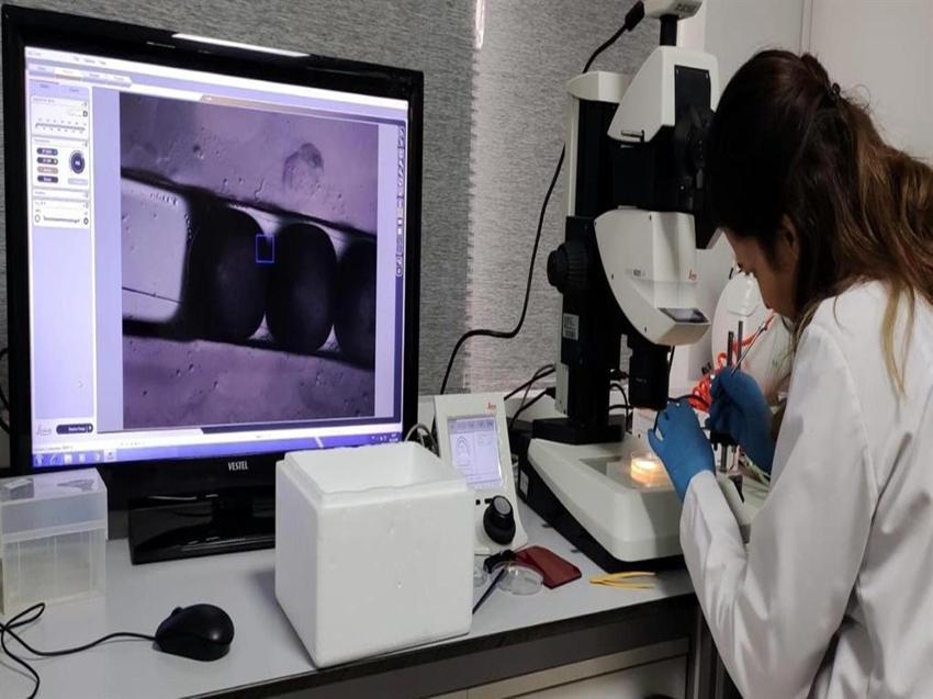 Erzurum'da mutant Karadeniz alabalığı ürettiler! Yüzde 82 daha hızlı büyüyorlar