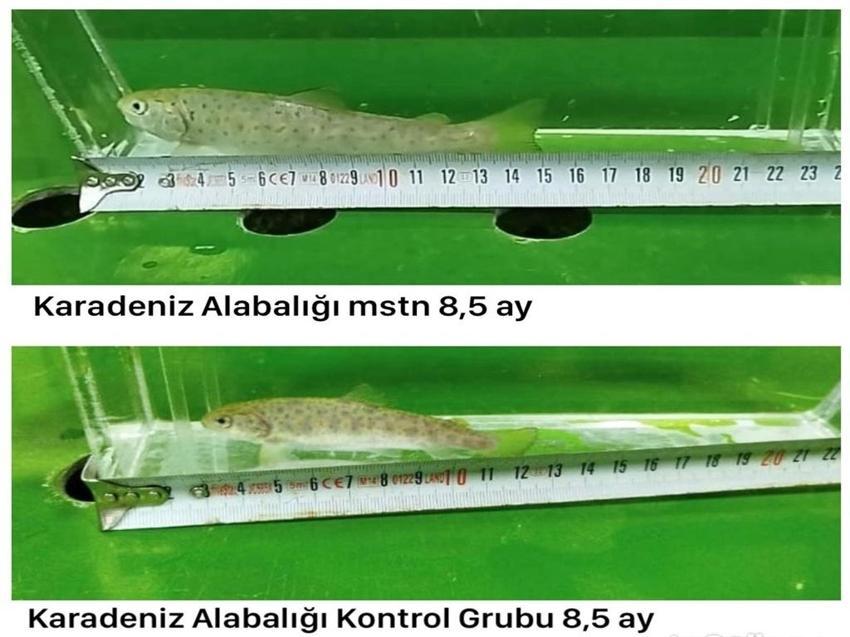 Erzurum'da mutant Karadeniz alabalığı ürettiler! Yüzde 82 daha hızlı büyüyorlar