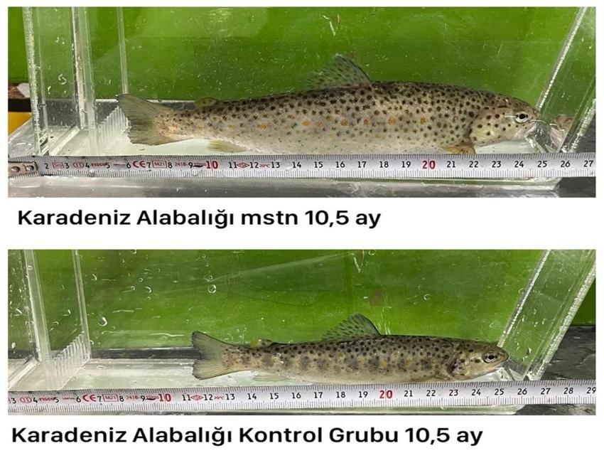 Erzurum'da mutant Karadeniz alabalığı ürettiler! Yüzde 82 daha hızlı büyüyorlar