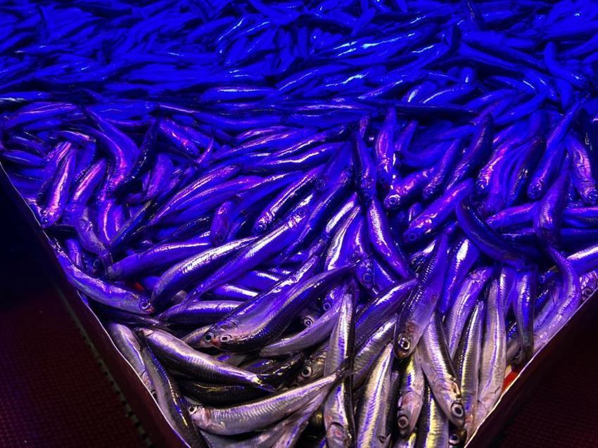 Soğuk havalar balığa talebi arttırdı: Fiyatları 250 ile 300 lira arasında değişiyor