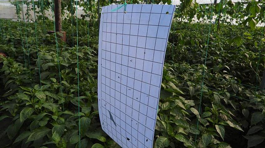 Türkiye'nin en acı biberi doğal yollarla zayıflamanın sırrı! Metabolizmayı hızlandırıyor, faydaları saymakla bitmez