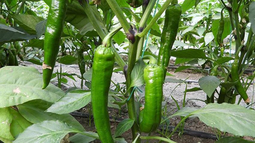 Türkiye'nin en acı biberi doğal yollarla zayıflamanın sırrı! Metabolizmayı hızlandırıyor, faydaları saymakla bitmez
