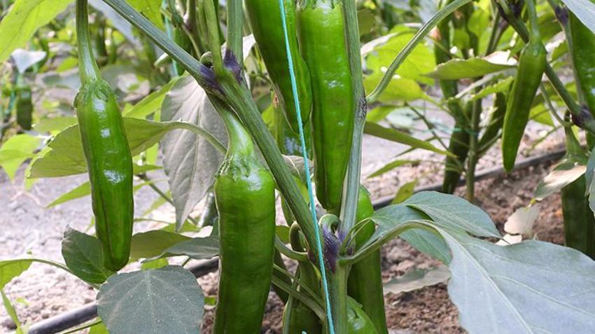 Türkiye'nin en acı biberi doğal yollarla zayıflamanın sırrı! Metabolizmayı hızlandırıyor, faydaları saymakla bitmez