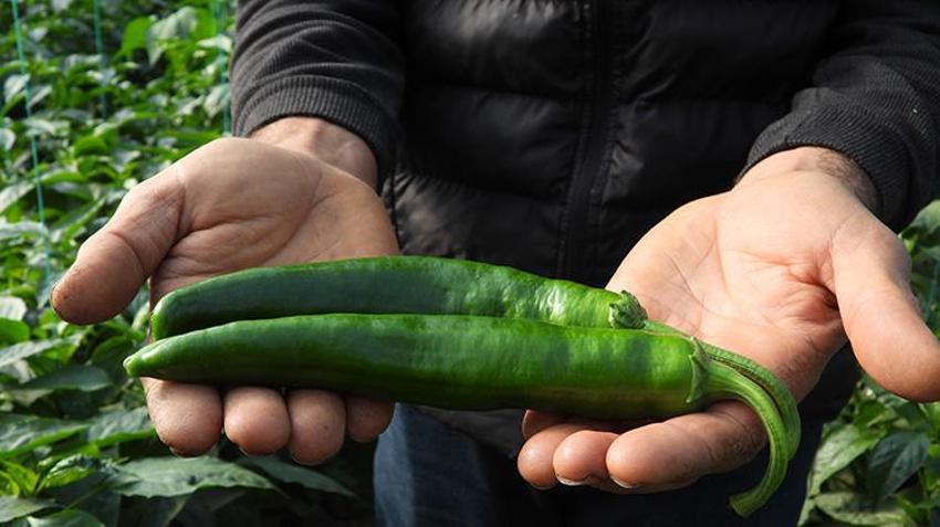 Türkiye'nin en acı biberi doğal yollarla zayıflamanın sırrı! Metabolizmayı hızlandırıyor, faydaları saymakla bitmez