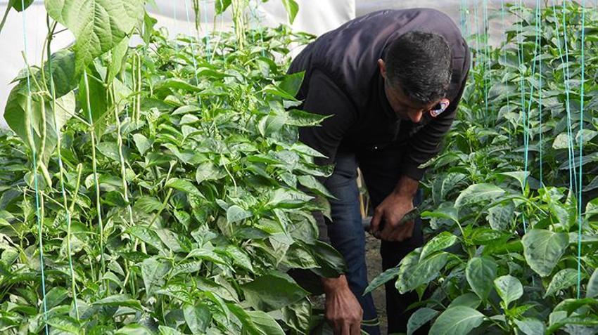 Türkiye'nin en acı biberi doğal yollarla zayıflamanın sırrı! Metabolizmayı hızlandırıyor, faydaları saymakla bitmez