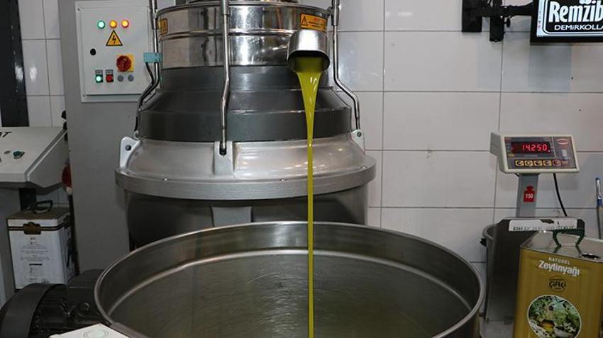 Kahramanmaraş'ta zeytin hasadı başladı! 24 bin 700 ton zeytin rekoltesi bekleniyor