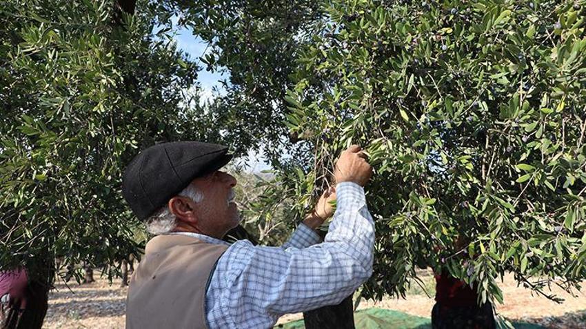 Kahramanmaraş'ta zeytin hasadı başladı! 24 bin 700 ton zeytin rekoltesi bekleniyor