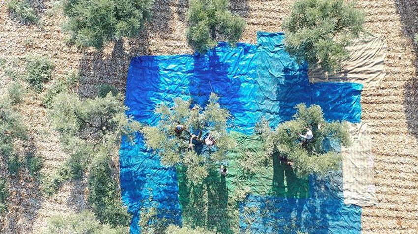 Kahramanmaraş'ta zeytin hasadı başladı! 24 bin 700 ton zeytin rekoltesi bekleniyor