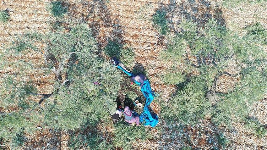 Kahramanmaraş'ta zeytin hasadı başladı! 24 bin 700 ton zeytin rekoltesi bekleniyor