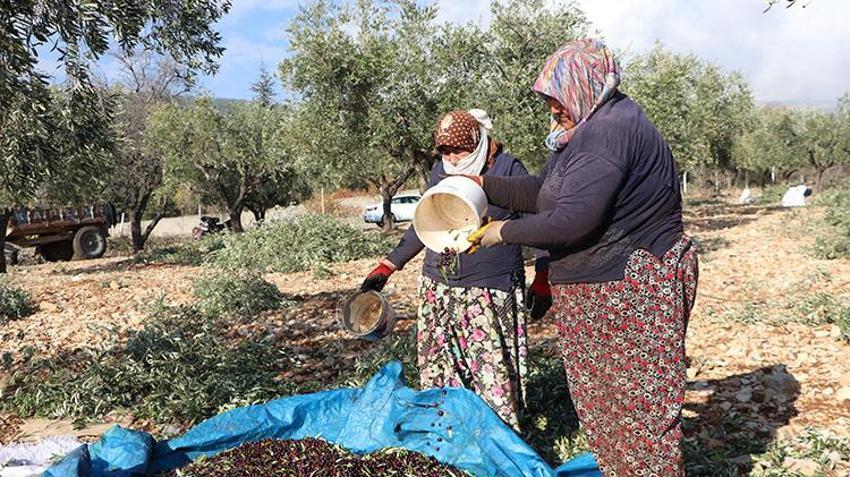Kahramanmaraş'ta zeytin hasadı başladı! 24 bin 700 ton zeytin rekoltesi bekleniyor