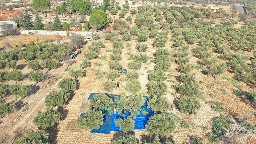Kahramanmaraş'ta zeytin hasadı başladı! 24 bin 700 ton zeytin rekoltesi bekleniyor