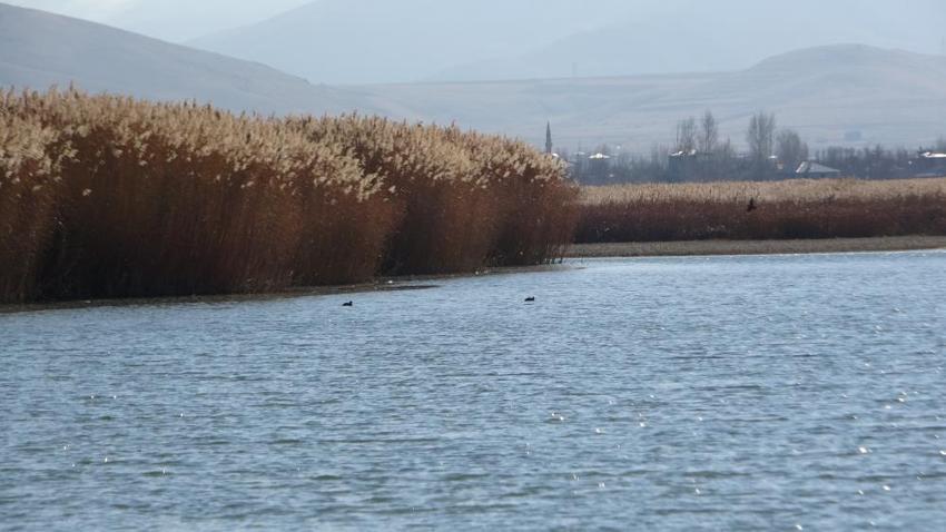 Van'da Dilkaya Deltası yok olma tehlikesiyle karşı karşıya!