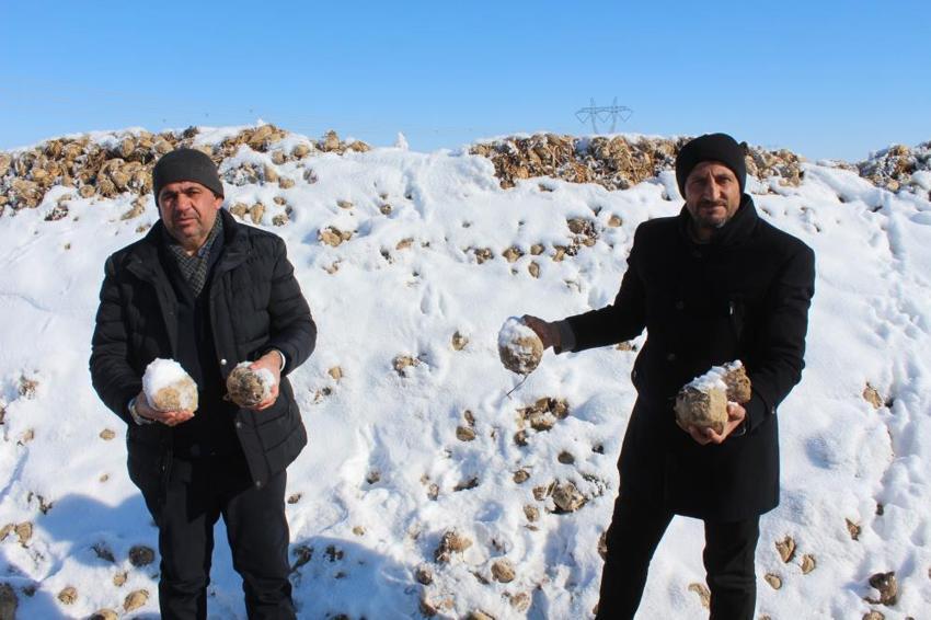 Sivas'ta 60 bin ton şeker pancar kar altında kaldı! Çiftçi mağdur