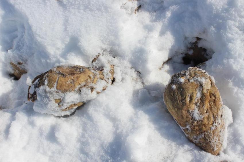 Sivas'ta 60 bin ton şeker pancar kar altında kaldı! Çiftçi mağdur