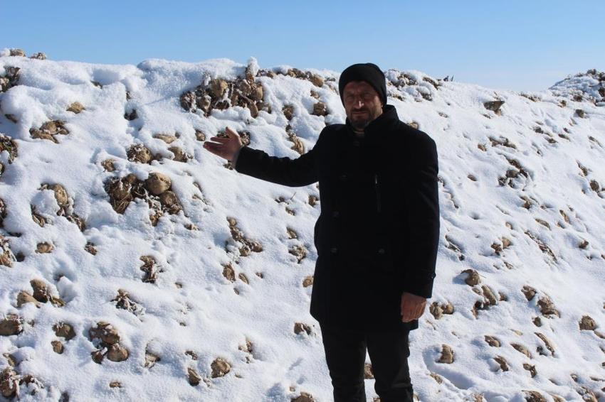 Sivas'ta 60 bin ton şeker pancar kar altında kaldı! Çiftçi mağdur