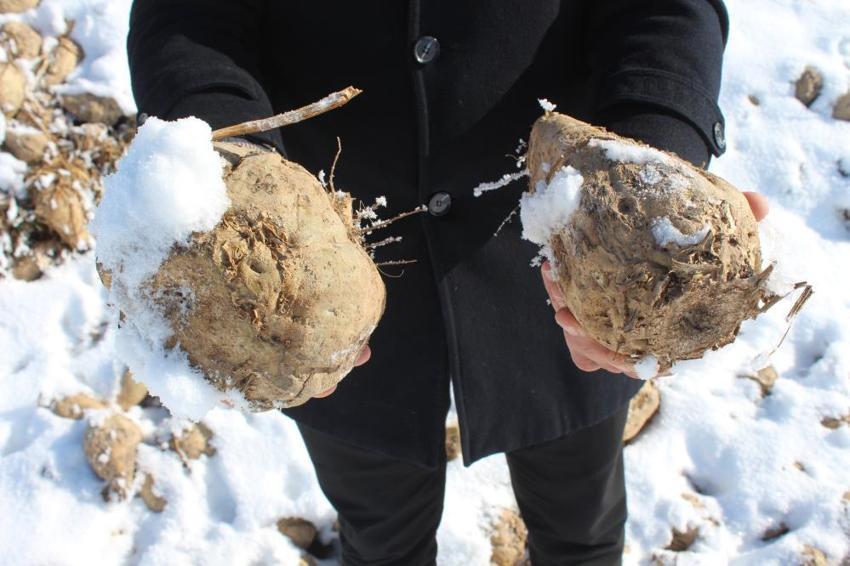 Sivas'ta 60 bin ton şeker pancar kar altında kaldı! Çiftçi mağdur