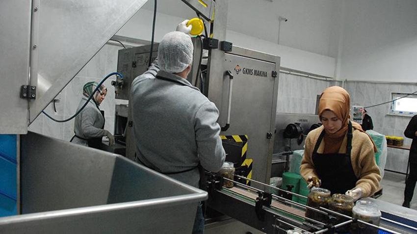 Toprağın bereketi sofralarda projesiyle fabrikalarda üretilen turşular yurt içinde pazarlanıyor